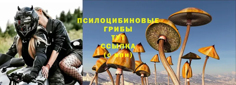 Галлюциногенные грибы Magic Shrooms  Барнаул 